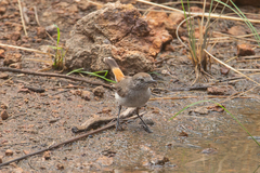 Acanthiza uropygialis