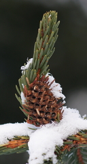 Adelges abietis