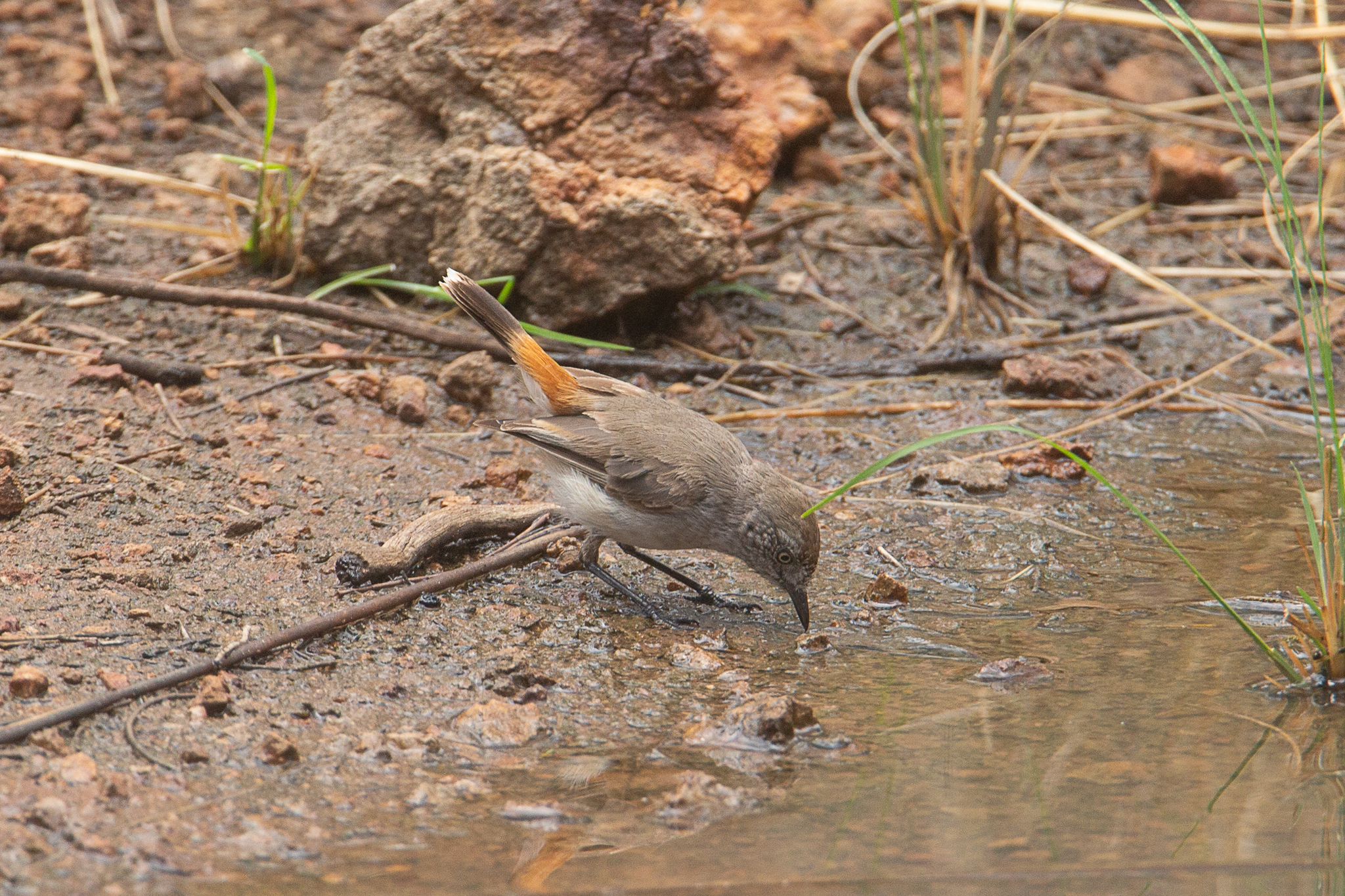 Chestnut-rumped Thornbill (Acanthiza uropygialis)