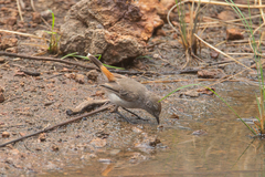 Acanthiza uropygialis