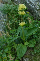 Gentiana burseri