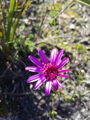 Senecio hastifolius