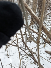 Fraxinus nigra