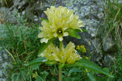 Gentiana burseri