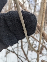 Fraxinus nigra
