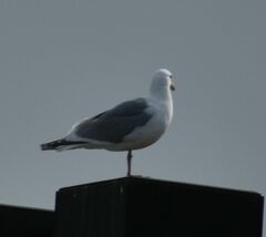 Larus glaucescens × occidentalis