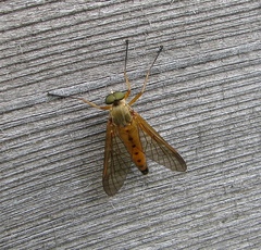 Rhagio