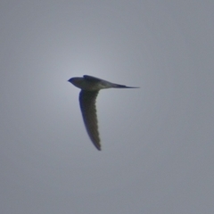 Hemiprocne longipennis