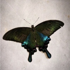 Papilio bianor