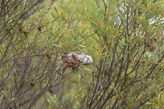 Plectorhyncha lanceolata