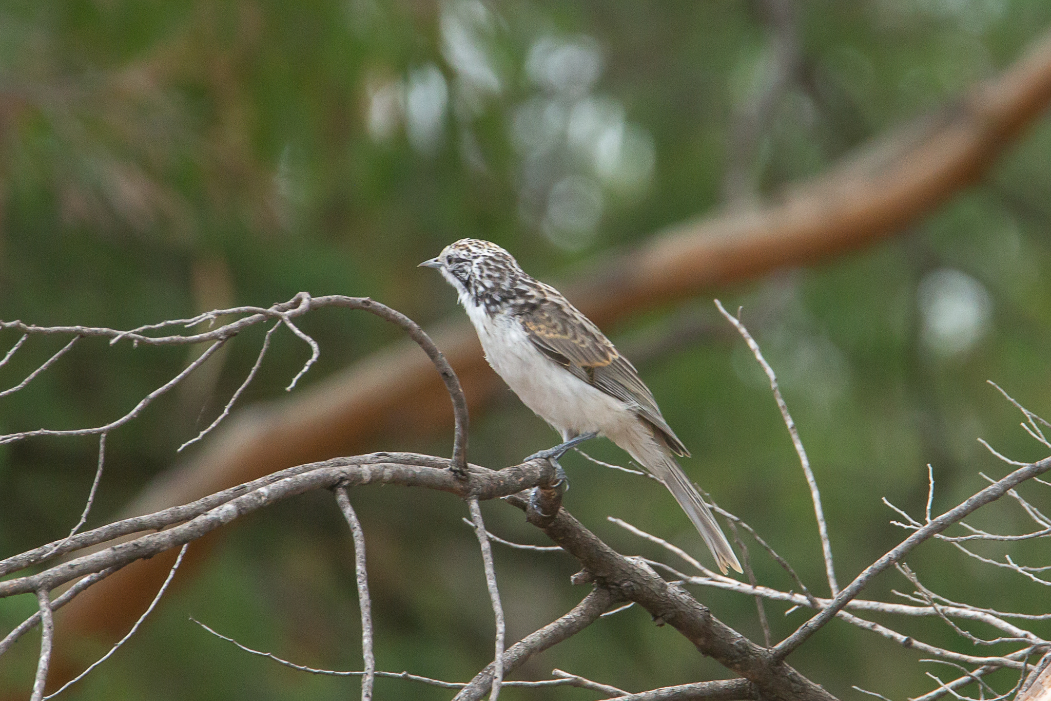 Striped Honeyeater illustration