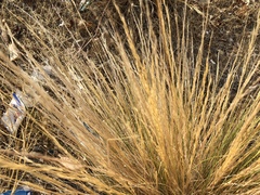 Pappostipa speciosa