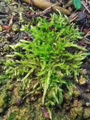 Brachythecium albicans