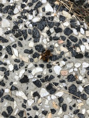 Amegilla bombiformis