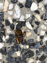 Amegilla bombiformis