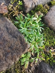 Draba verna