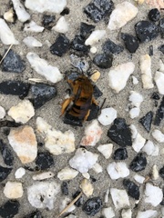 Amegilla bombiformis