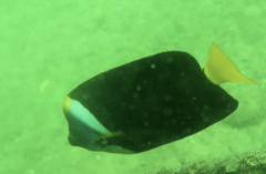 Chaetodontoplus meredithi