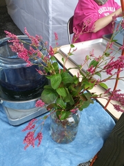 Persicaria tinctoria