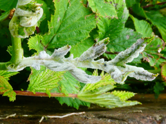 Podosphaera filipendulae