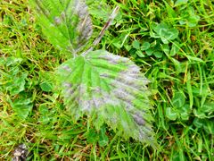 Podosphaera filipendulae