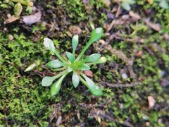 Saxifraga tridactylites