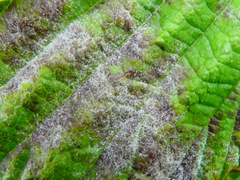 Podosphaera filipendulae