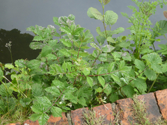 Podosphaera filipendulae