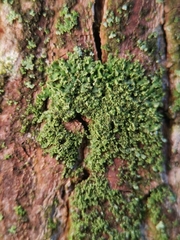 Phaeophyscia nigricans