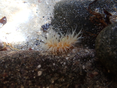 Anthothoe albocincta