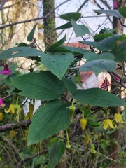 Clematis leschenaultiana