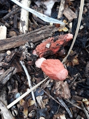 Phallus rubicundus