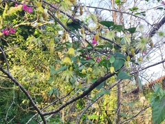 Clematis leschenaultiana