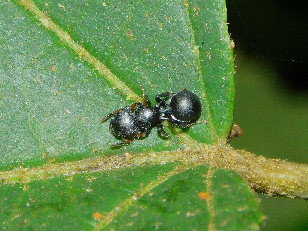 Cataulacus huberi