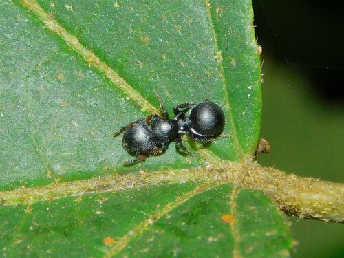 Cataulacus huberiCataulacus huberi