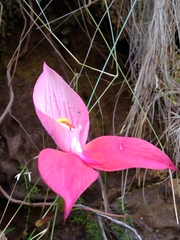 Disa uniflora