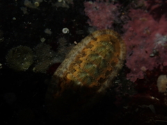 Ischnochiton