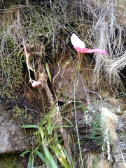 Disa uniflora