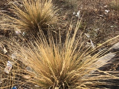 Pappostipa speciosa