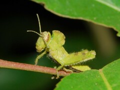 Abisares viridipennis