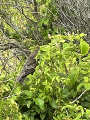 Anthochaera chrysoptera