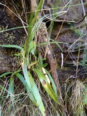 Disa uniflora