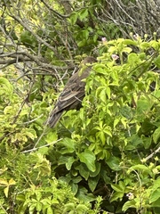 Anthochaera chrysoptera