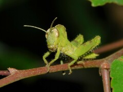 Abisares viridipennis