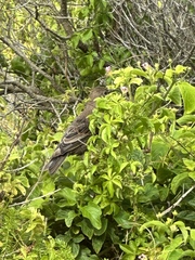 Anthochaera chrysoptera