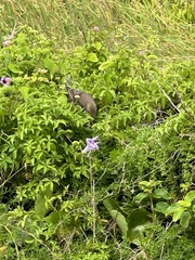 Anthochaera chrysoptera