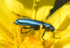 Psilothrix viridicoerulea