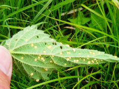 Puccinia urticata