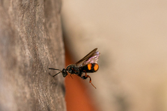 Leucospis
