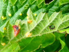 Puccinia urticata